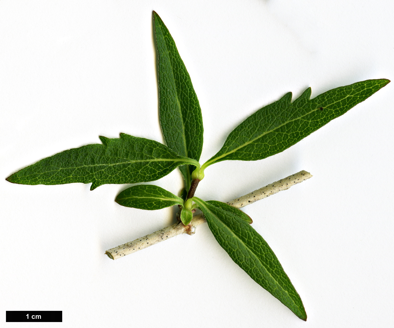 High resolution image: Family: Caprifoliaceae - Genus: Zabelia - Taxon: triflora